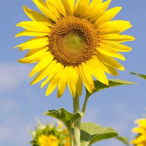 花儿朵朵向日葵头像