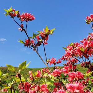 微信头像九月菊花图片