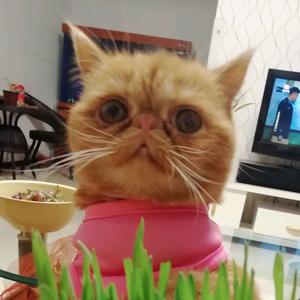 可爱的加菲猫头像