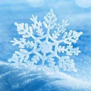 你的冰晶李头像