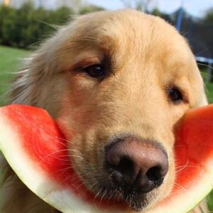 一只金毛狗头像