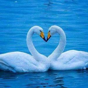 格林豪泰天鹅湖店头像