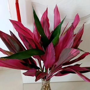 快乐富贵竹头像