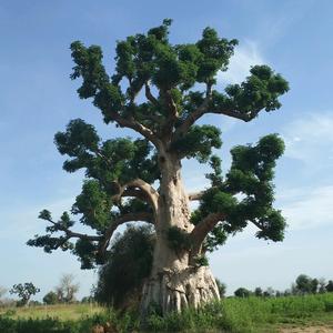 阿拉丁神树头像