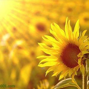 朵朵葵花向太阳头像