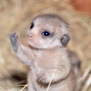 妹妹是只猫鼬呀头像