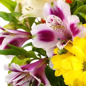 花谢忽如雪头像