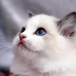 仙女猫头像布偶猫图片