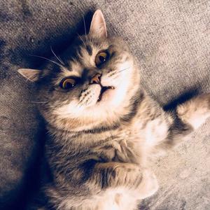 肥球猫舍的主页 - 抖音