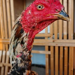 斗鸡小霸王头像