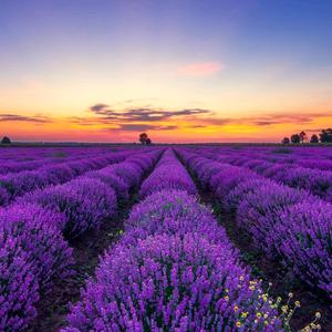 伴大维余生头像