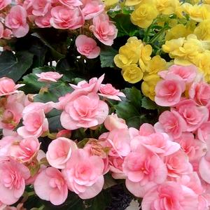 花开花富贵头像