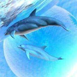 海豚湾头像