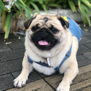 家有巴哥火龙果,勿连赞头像