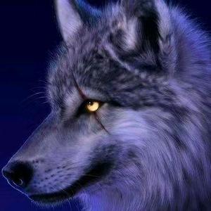 大漠苍狼十五头像