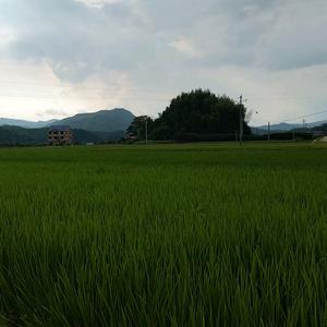 农民张家庭农场头像