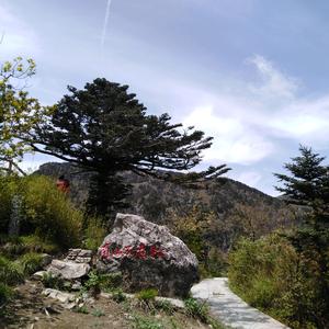 南山不老松头像