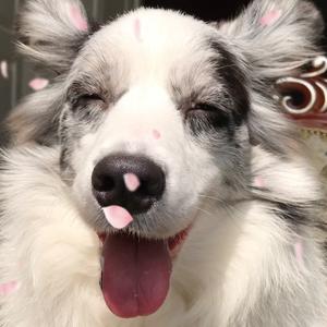 边牧嘟嘟妹头像