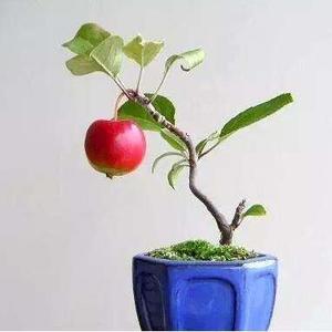 一边叔盆景头像