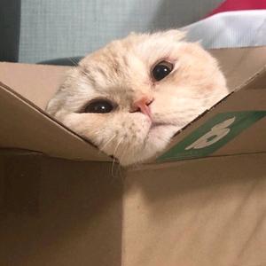 会飞的狒狒头像