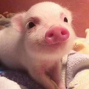 猪的搞笑头像图片
