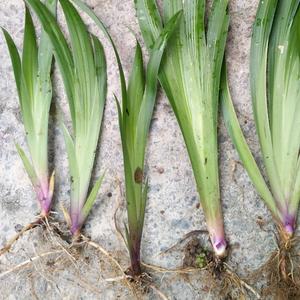 搜索 抖音号:  dyunjel2nu6q 大量收购野黄花,玉丹,老娃蒜等 关注