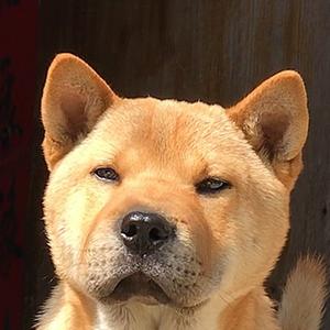 爱护中华田园犬头像