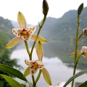 云濲……幽兰头像