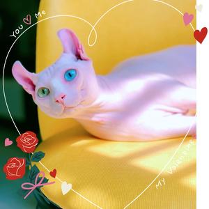 加拿大无毛猫斯芬克斯头像