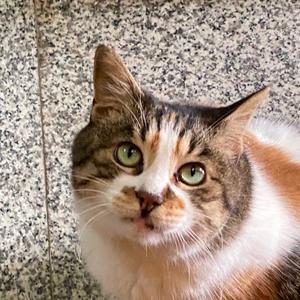 三花胖猫猫头像