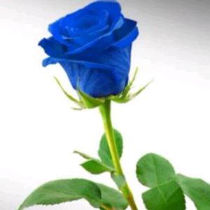 蓝色玫瑰花qq头像图片