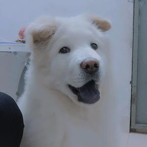 憨憨是只小土狗头像