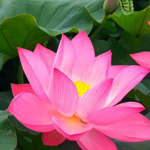 三月樱花头像
