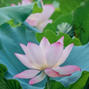 映日荷花的主页 - 抖音