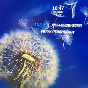 蒲公英的种子