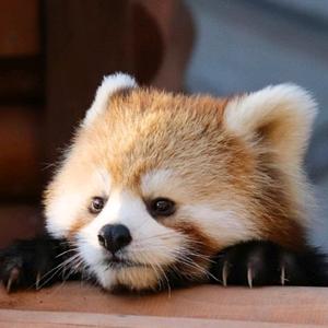 采蘑菇的小熊猫的主页 - 抖音