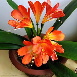 君子兰花开头像