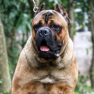 武川卡斯罗头像