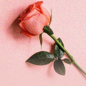 用户7234518464385粉玫瑰头像