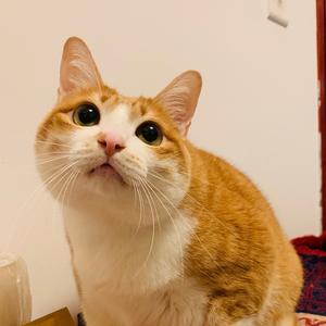 大橘猫金钱豹头像