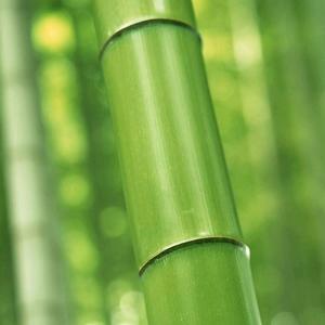 竹子头像 阳光图片