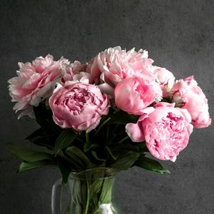 清清木槿花头像