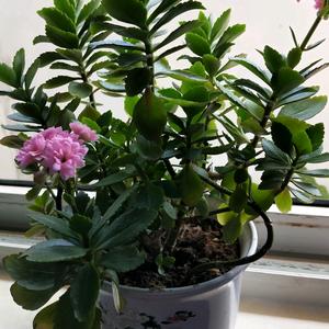 柠檬草的味道头像