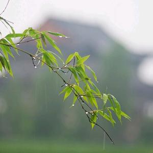 雨中即景头像