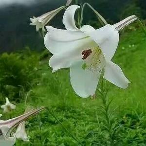 三月桃花开头像