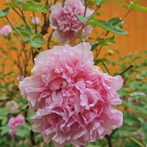 华华的花花头像