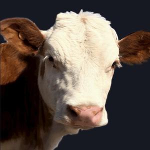 鑫旺肉牛养殖基地头像