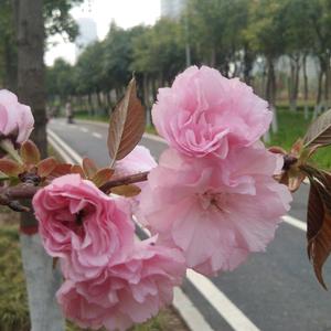 春天头像