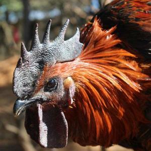 印象云海 无量山乌骨鸡头像