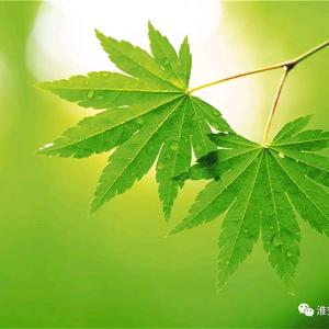梵树菩提头像